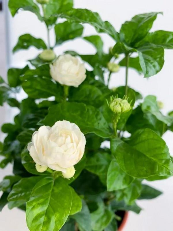 茉莉花中的佼佼者 虎頭茉莉