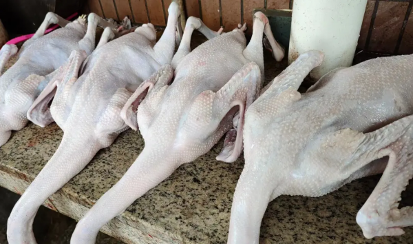 南海有家老字號農莊！人均40+嘆炭爐雞煲蟹、紅燜黑山羊