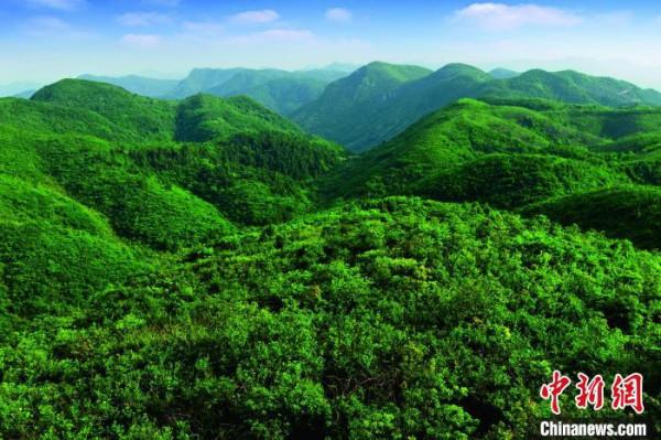 江西桃紅嶺梅花鹿華南亞種種群數量40年增長10倍