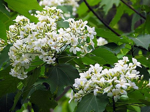 100種有毒的花和果，生活中很常見，出門要小心，避免受傷害