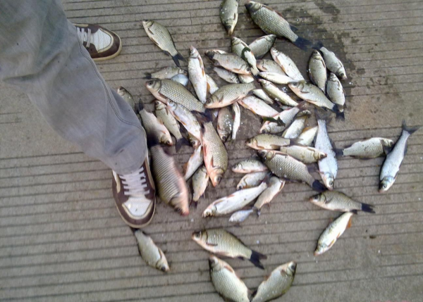 冬季野釣,你得會釣草,這三個有草的位置,草底下都是魚 冬季野釣,你得會釣草,這三個有草的位置,草底下都是魚