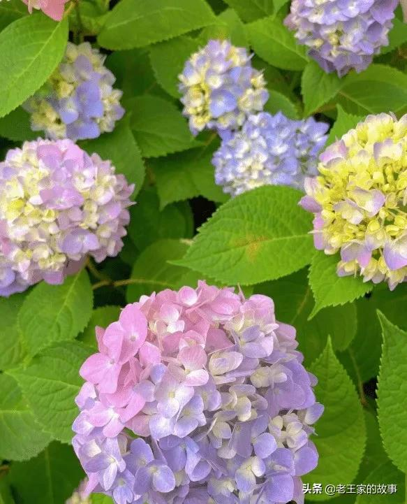 自打張馨予痴迷種菜當“農婦”後，自己家的院子，居然火了