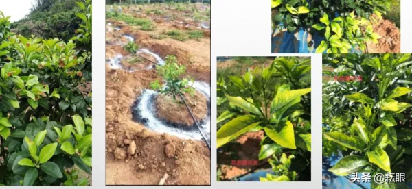 黃龍病、黃化樹不用怕了，許立明“黃化綜合症”鑑別及治理方案