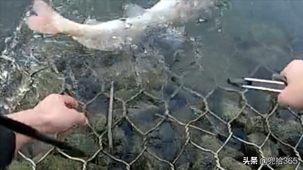廣西一男子野釣罕見收穫大魚，看清模樣後趕緊放生，到底是什麼？
