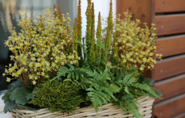 瑞虎迎春，虎耳招財！翩翩起舞的小精靈，輕鬆開成夢幻花毯