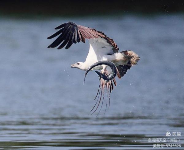 鳥類空中的戰鬥機&mdash;&mdash;白腹海雕