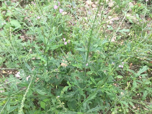 農村常見的“馬邊燒”，生活中能幫助很多人，你是否認識它？