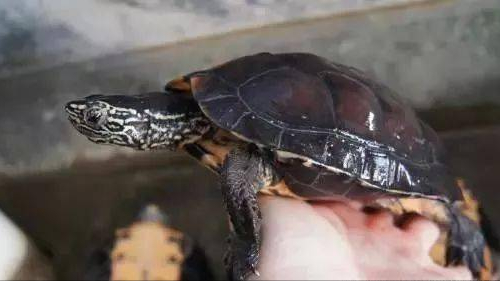 分享一期廣東草龜,它就是黑頸烏龜,飼養它需要注意哪些方面 分享一期廣東草龜,它就是黑頸烏龜,飼養它需要注意哪些方面