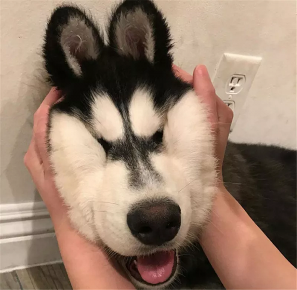 講真！捏狗狗臉真的會上癮