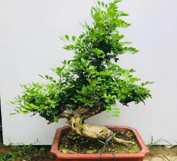 4種&OpenCurlyDoubleQuote;盆景花&rdquo;香味足，室內養一盆，好看又好養，養幾十年不厭煩