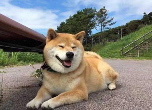 “生命結束”前的柴犬,都有這些跡象,你注意到了嗎? “生命結束”前的柴犬,都有這些跡象,你注意到了嗎?