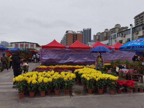 春節，來逛廣東花市嗎？丨花顏鳥語