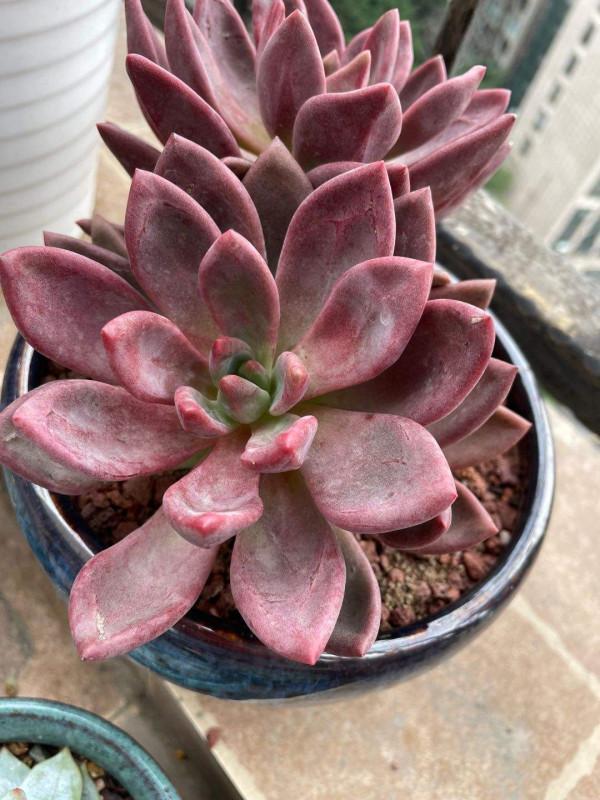 家裡通風差,不要養這3種花,黃葉招蟲很麻煩 家裡通風差,不要養這3種花,黃葉招蟲很麻煩