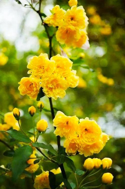 淡雅芬芳木香花