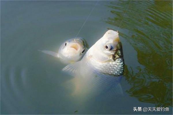 冬釣輕口鯽魚,魚口亂空槍多,可以從4個方向去調整,很快就見效 冬釣輕口鯽魚,魚口亂空槍多,可以從4個方向去調整,很快就見效