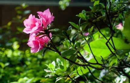 分享——杜鵑花