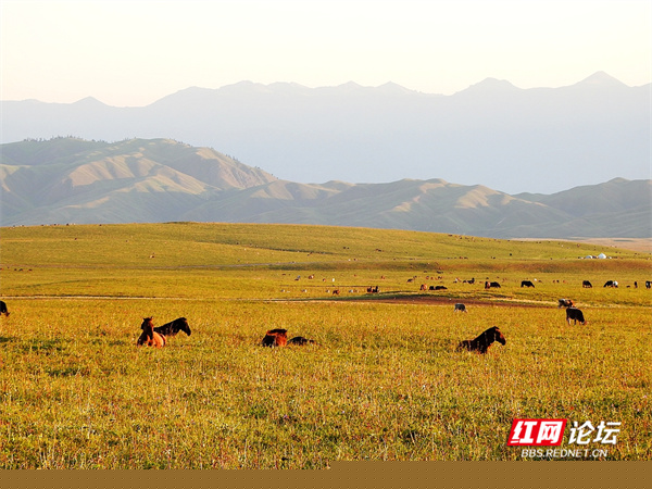 帶你看看網友鏡頭下“那拉提養蜂女”生活的草原有多美