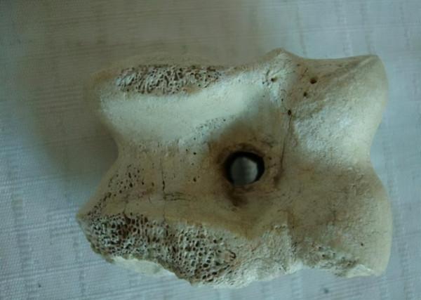 腐葉土，松針土，都比不上這種“骨粉土”，養一盆爆一盆