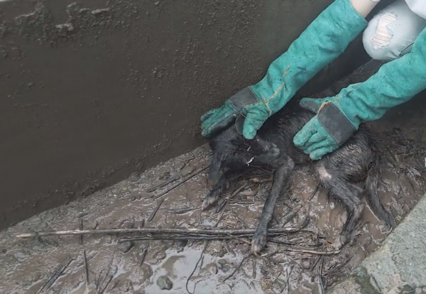 四川：為了一口肉，狗狗丟了半條命，狗狗：不愛為什麼要養我