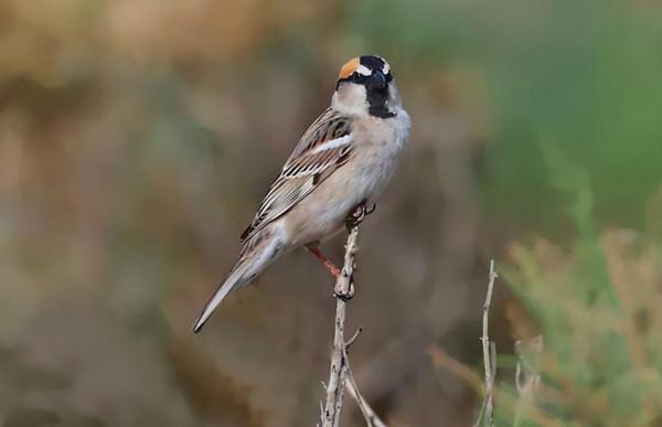 東江攬勝：天天相見不相識，國內五種常見麻雀你能分清嗎？
