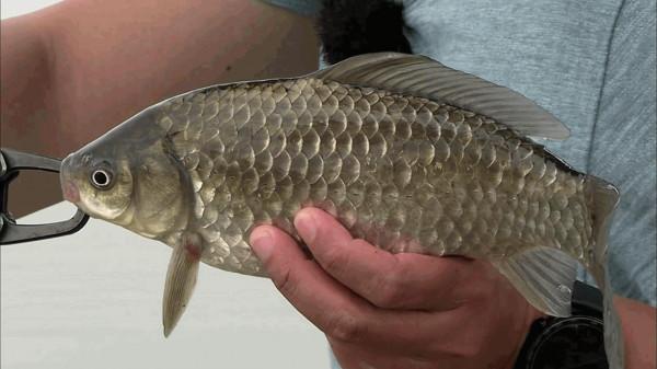 走水野釣採用什麼釣法最好？走水在這些釣點垂釣，漁獲量翻番