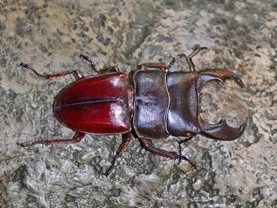 長戟大兜蟲在日本人氣暴漲，為何中國卻不準養？它的危害有多大？