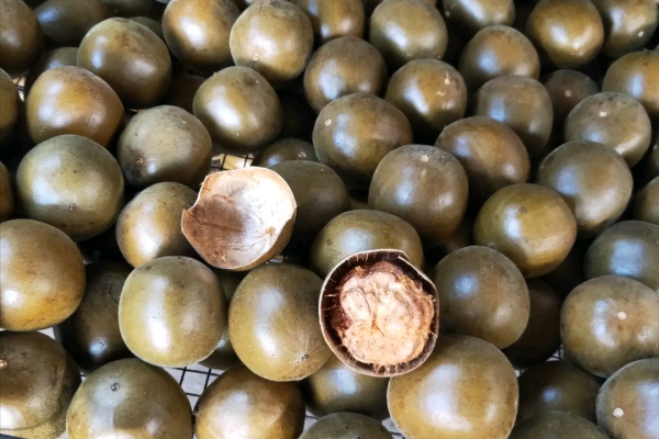 含糖量低但很甜的羅漢果,被中美日批准用來代替食糖,發生了什麼 含糖量低但很甜的羅漢果,被中美日批准用來代替食糖,發生了什麼