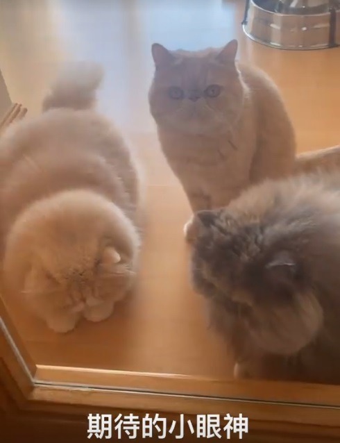 何超蓮曬豪宅錦鯉，每條價值超過4萬元，劉嘉玲也養了很多條