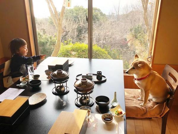 三胎家庭養了7年的柴犬：賣得了萌，帶得了娃，治癒又溫馨