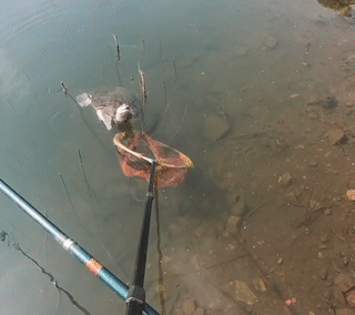 丹東男子釣起大甲魚，好心放生卻辦了壞事，這是為什麼？