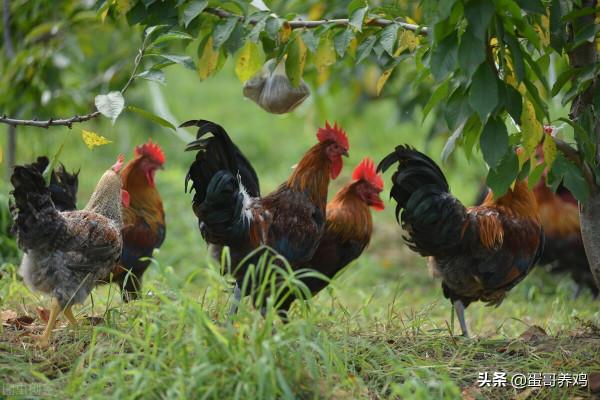老獸醫：桑葉煮水+蜂蜜，方法簡單，一招去除養雞人3大煩惱