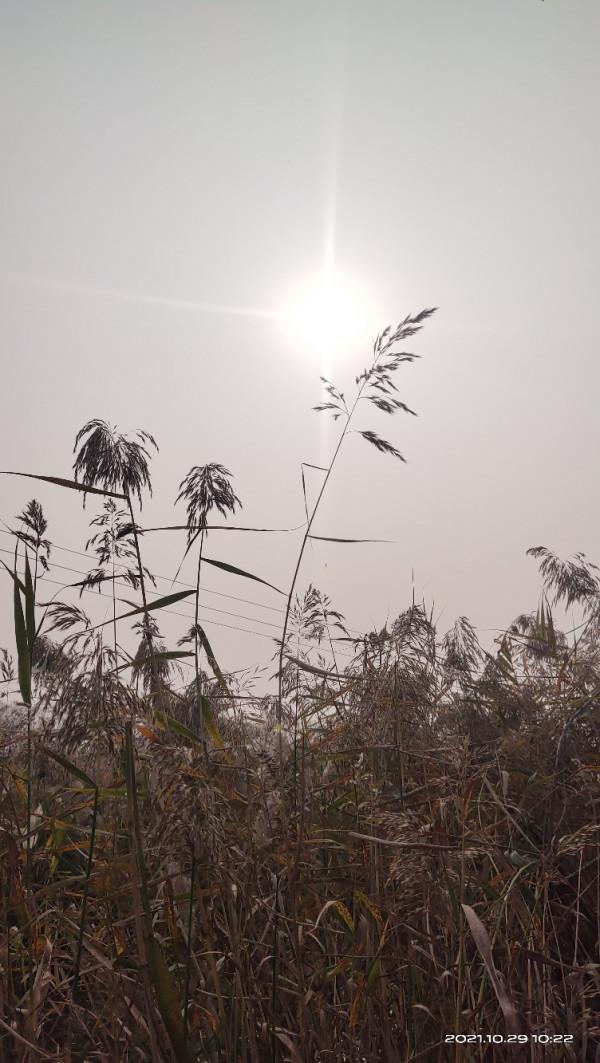 「十週年」野釣小河溝，大爺送鯽魚，這次終於找到了大爺的快樂