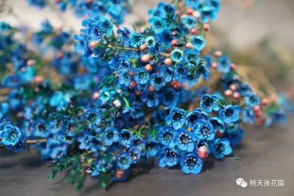 年宵花------澳洲臘梅 年宵花------澳洲臘梅