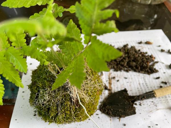 綠色小清新，不用花錢去買，你也可以擁有