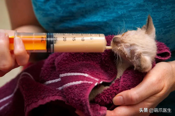 貓把自己舔禿了！是不是嘲笑我禿頂啊？