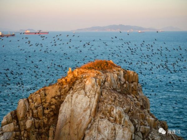 出發！來連江這裡觀鳥！每一幀都是絕美大片
