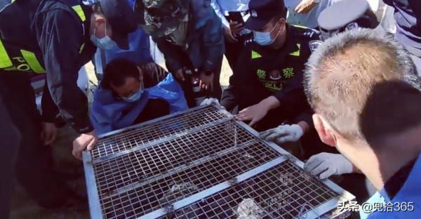 “雪山之王”首次現身內蒙古草原,牧民50年未見!專家:來自蒙古 “雪山之王”首次現身內蒙古草原,牧民50年未見!專家:來自蒙古