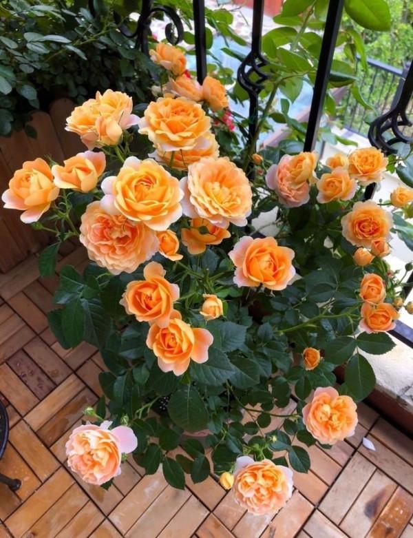 5種&OpenCurlyDoubleQuote;貴氣花&rdquo;，正月大降價，花市逛一圈，撿漏一大堆