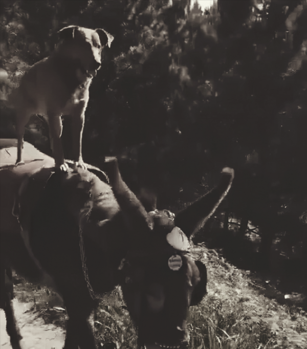 民間老故事：獵狼犬巴猛的故事