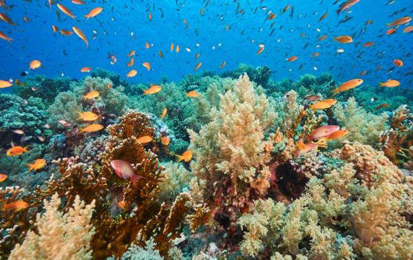 廢棄油輪成紅海海上";炸彈";,威脅數百萬人生命!竟無人出手解救? 廢棄油輪成紅海海上";炸彈";,威脅數百萬人生命!竟無人出手解救?