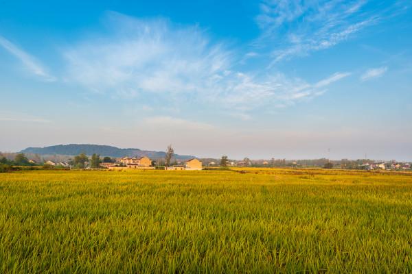 深秋,鄉村晨霧 深秋,鄉村晨霧
