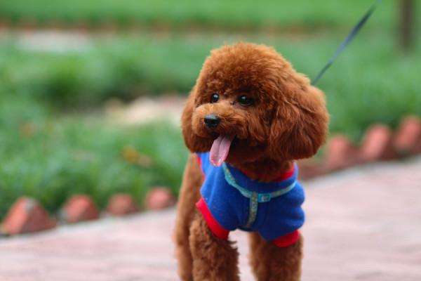 “買狗容易，養狗難”：這幾種狗，勸你還是謹慎購買