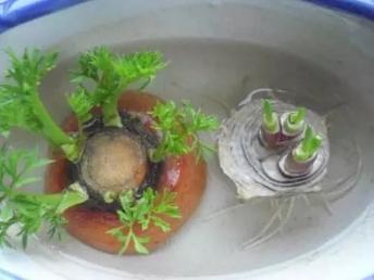 這種菜吃完“頭”不要扔,學我這麼養,10天成盆栽,好看又好吃 這種菜吃完“頭”不要扔,學我這麼養,10天成盆栽,好看又好吃