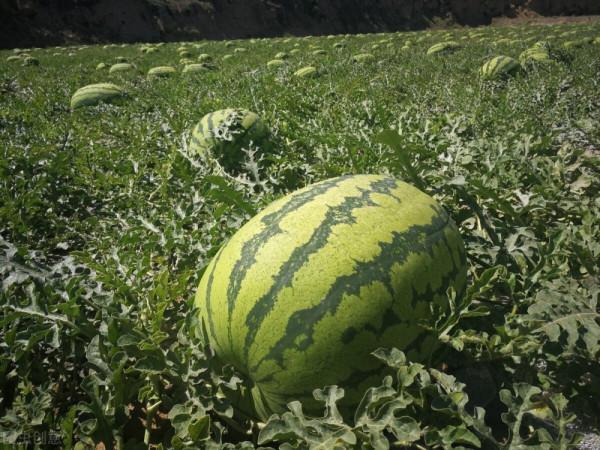 “戈壁西瓜”創年收益20億，卻被區域性禁種，硒砂瓜到底有何危害？