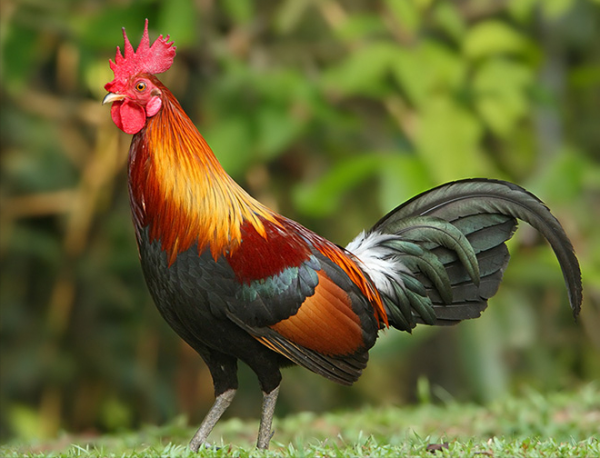 東江攬勝:收集常見鳥類圖譜之陸禽篇,攝鳥人自留地,建議收藏 東江攬勝:收集常見鳥類圖譜之陸禽篇,攝鳥人自留地,建議收藏