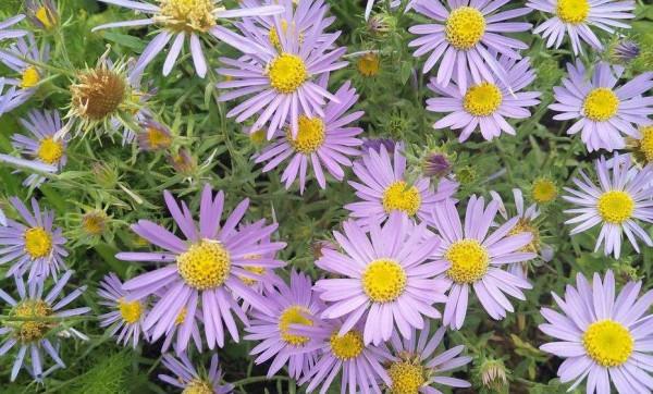 路邊常見的小雛菊，人稱&OpenCurlyDoubleQuote;狗娃花&rdquo;，有很多作用，被蛇咬了抹抹