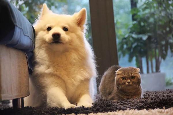 為什麼中國大部分的父母都會反對孩子養寵物？