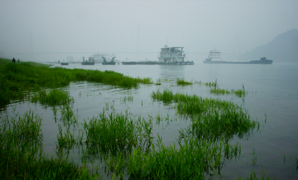 “美國白鱘”紮根中國，壽命達30多年，漏網之魚逃入千島湖？