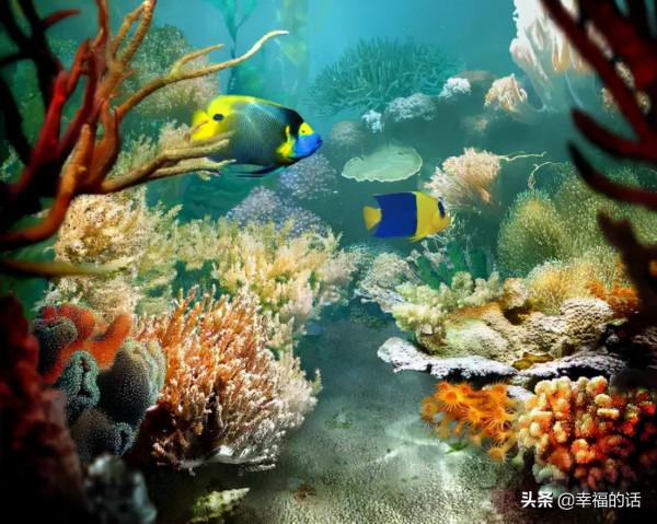 全世界最，最美的魚、最罕見的鳥，集齊了！大開眼界