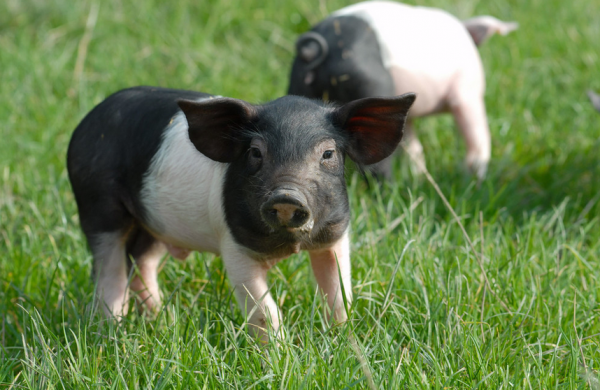 牧原、新希望、溫氏......將出豬上億頭!唐人神卻下了步險棋 牧原、新希望、溫氏......將出豬上億頭!唐人神卻下了步險棋